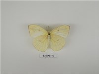 藏品(遷粉蝶)的圖片